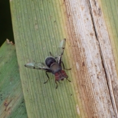 Pogonortalis doclea at Murrumbateman, NSW - 24 Mar 2022