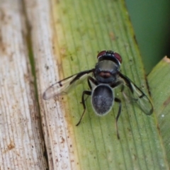 Pogonortalis doclea at Murrumbateman, NSW - 24 Mar 2022