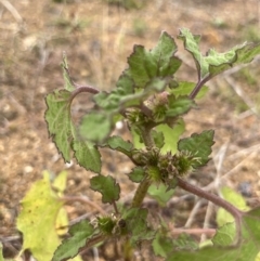 Xanthium occidentale (Noogoora Burr, Cockle Burr) at Namarag NR - 21 Mar 2022 by GG