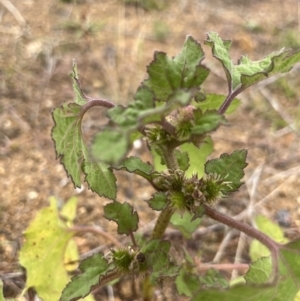 Xanthium occidentale at Molonglo Valley, ACT - 21 Mar 2022 11:29 AM