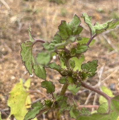 Xanthium occidentale (Noogoora Burr, Cockle Burr) at Namarag NR - 21 Mar 2022 by GG