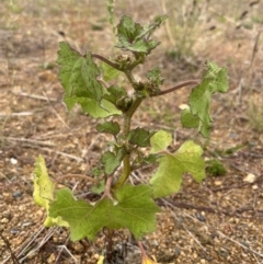 Xanthium occidentale at Molonglo Valley, ACT - 21 Mar 2022 11:29 AM