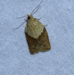 Epiphyas postvittana (Light Brown Apple Moth) at Jerrabomberra, NSW - 24 Mar 2022 by SteveBorkowskis