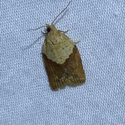 Epiphyas postvittana (Light Brown Apple Moth) at Jerrabomberra, NSW - 24 Mar 2022 by Steve_Bok