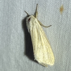 Leucania (genus) (A noctuid moth) at Jerrabomberra, NSW - 24 Mar 2022 by Steve_Bok