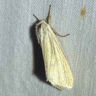 Leucania (genus) (A noctuid moth) at Jerrabomberra, NSW - 24 Mar 2022 by SteveBorkowskis