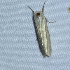 Leucania (genus) at Jerrabomberra, NSW - 24 Mar 2022