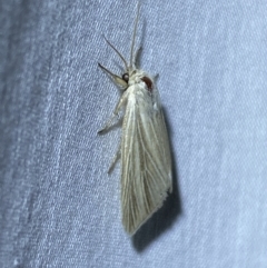 Leucania (genus) at Jerrabomberra, NSW - 24 Mar 2022
