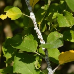 Eriosoma lanigerum (Woolly Aphid) at QPRC LGA - 25 Mar 2022 by TmacPictures