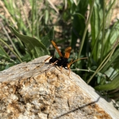 Cryptocheilus sp. (genus) (Spider wasp) at Paddys River, ACT - 23 Mar 2022 by GG