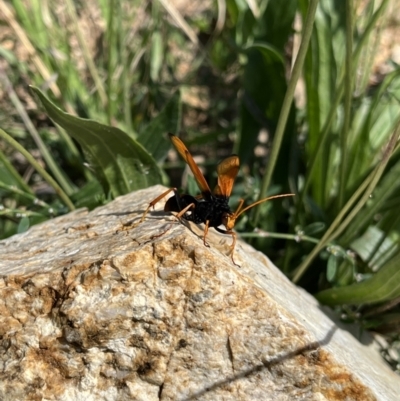 Cryptocheilus bicolor (Orange Spider Wasp) at Namadgi National Park - 23 Mar 2022 by GG