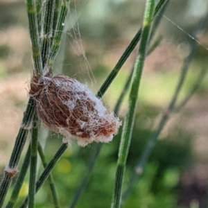 Austracantha minax at Watson, ACT - 25 Mar 2022