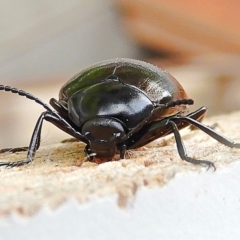 Chalcopteroides spectabilis at Crooked Corner, NSW - 25 Mar 2022 09:48 AM