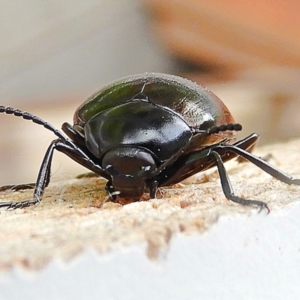 Chalcopteroides spectabilis at Crooked Corner, NSW - 25 Mar 2022