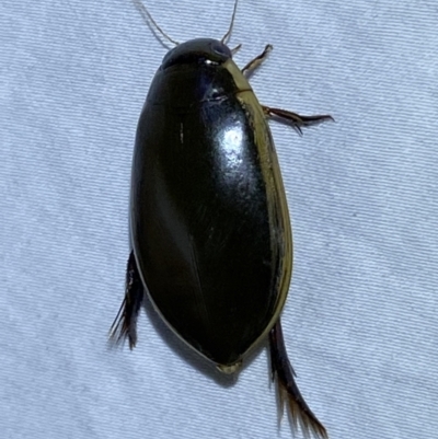 Cybister tripunctatus (A diving beetle) at Jerrabomberra, NSW - 25 Mar 2022 by Steve_Bok