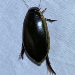 Cybister tripunctatus (A diving beetle) at Jerrabomberra, NSW - 25 Mar 2022 by Steve_Bok