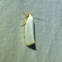 Xylorycta (genus) (A concealer moth) at QPRC LGA - 25 Mar 2022 by Steve_Bok