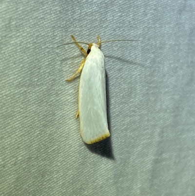 Xylorycta (genus) (A concealer moth) at Jerrabomberra, NSW - 25 Mar 2022 by SteveBorkowskis