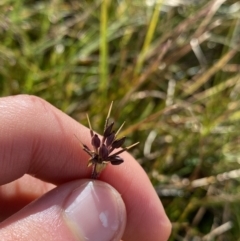 Oreomyrrhis ciliata (Bog Carraway) at Kosciuszko National Park, NSW - 13 Mar 2022 by NedJohnston