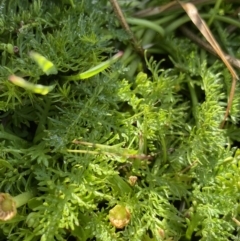 Oreomyrrhis ciliata at Kosciuszko National Park, NSW - 13 Mar 2022 10:04 AM