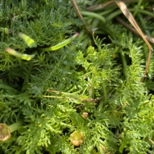 Oreomyrrhis ciliata at Kosciuszko National Park, NSW - 13 Mar 2022 10:04 AM