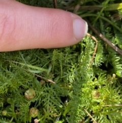 Oreomyrrhis ciliata at Kosciuszko National Park, NSW - 13 Mar 2022 10:04 AM