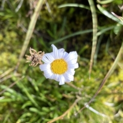 Celmisia sp. (Snow Daisy) at Kosciuszko National Park, NSW - 13 Mar 2022 by NedJohnston