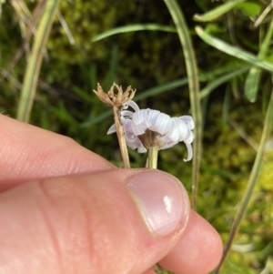 Celmisia sp. at Kosciuszko National Park, NSW - 13 Mar 2022