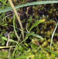 Celmisia sp. at Kosciuszko National Park, NSW - 13 Mar 2022