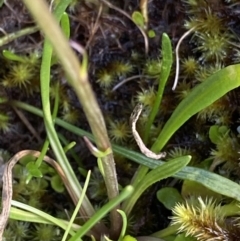 Celmisia sp. at Kosciuszko National Park, NSW - 13 Mar 2022