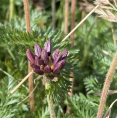 Oreomyrrhis ciliata (Bog Carraway) at Kosciuszko National Park, NSW - 13 Mar 2022 by NedJohnston