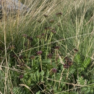 Oreomyrrhis ciliata at Kosciuszko National Park, NSW - 13 Mar 2022