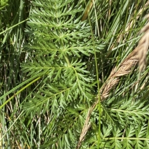 Oreomyrrhis ciliata at Kosciuszko National Park, NSW - 13 Mar 2022