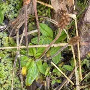 Plantago alpestris at Kosciuszko National Park, NSW - 13 Mar 2022