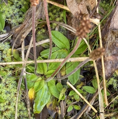 Plantago alpestris (Veined Plantain) at Kosciuszko National Park, NSW - 12 Mar 2022 by Ned_Johnston