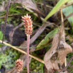 Plantago alpestris at Kosciuszko National Park, NSW - 13 Mar 2022