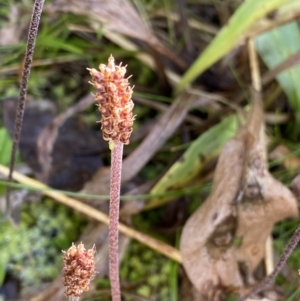 Plantago alpestris at Kosciuszko National Park, NSW - 13 Mar 2022