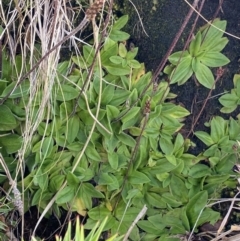 Plantago alpestris at Kosciuszko National Park, NSW - 13 Mar 2022