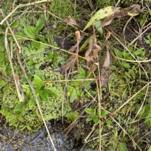 Plantago alpestris at Kosciuszko National Park, NSW - 13 Mar 2022