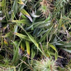 Astelia psychrocharis at Kosciuszko National Park, NSW - 12 Mar 2022 by Ned_Johnston