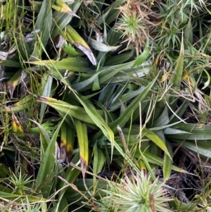 Astelia psychrocharis at Kosciuszko National Park, NSW - 13 Mar 2022