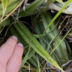 Astelia psychrocharis at Kosciuszko National Park, NSW - 13 Mar 2022