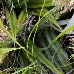 Astelia psychrocharis at Kosciuszko National Park, NSW - 13 Mar 2022