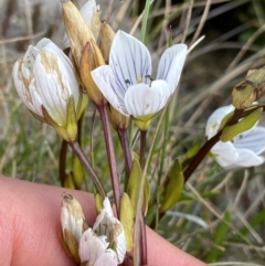 Gentianella muelleriana subsp. alpestris (Mueller's Snow-gentian) at Kosciuszko National Park, NSW - 13 Mar 2022 by NedJohnston