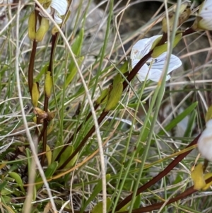 Gentianella muelleriana subsp. alpestris at Kosciuszko National Park, NSW - 13 Mar 2022 09:50 AM