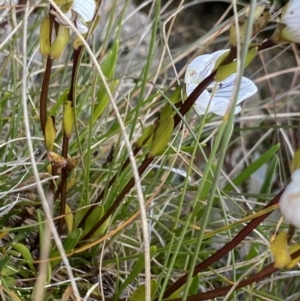 Gentianella muelleriana subsp. alpestris at Kosciuszko National Park, NSW - 13 Mar 2022