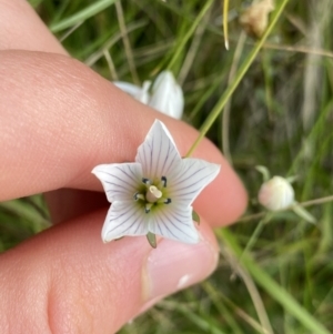 Gentianella muelleriana subsp. alpestris at Kosciuszko National Park, NSW - 13 Mar 2022 09:50 AM