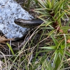 Eulamprus kosciuskoi (Alpine Water Skink) at Kosciuszko National Park, NSW - 12 Mar 2022 by Ned_Johnston