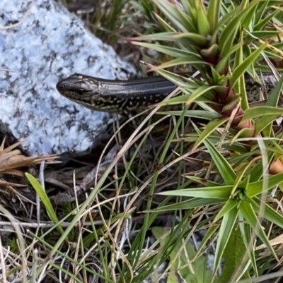 Eulamprus kosciuskoi (Alpine Water Skink) at Kosciuszko National Park - 12 Mar 2022 by Ned_Johnston