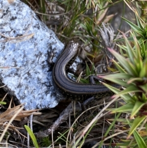 Eulamprus kosciuskoi at Kosciuszko National Park, NSW - 13 Mar 2022